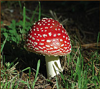 photo of mushroom