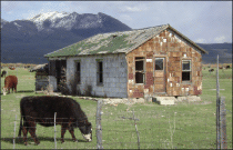 photo of cow and barn