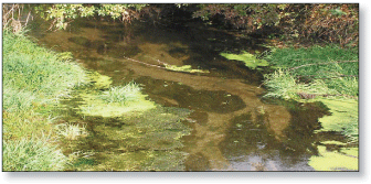photograph of stream with algae