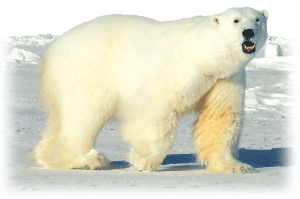 photo of polar bear