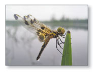 photograph of a dragonfly