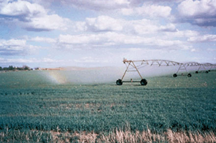Rainbow showing in field that is being watered.