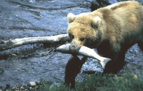 Photo of brown bear with fish in its mouth.