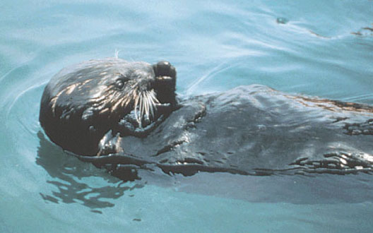 Sea otter in oil-spill.