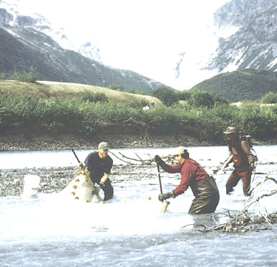 USGS hydrologist collecting fish for tissue sampling.
