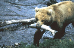 Picture of Brown bear with fish in its mouth.
