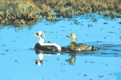 Picture of 2 spectacled eiders on a lake.