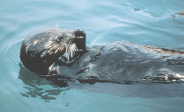 Picture of sea otter in oil-spill in Prince William Sound.