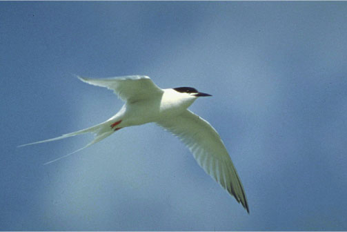 Roseate tern soaring in the sky.