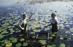 Photo of USGS hydrologist sampling plants in the Everglades.
