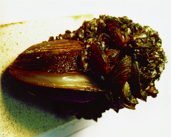 Figure 1.  Picture of Zebra Mussel