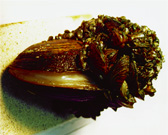 Picture of zebra mussels