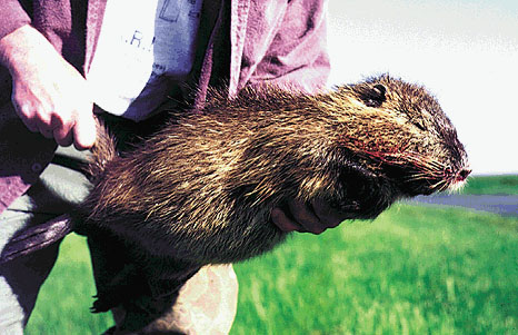 Photo showing large South American nutria.