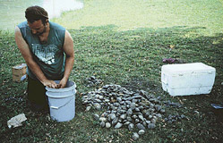 Photo showing USGS scientist counting and relocating native clams.