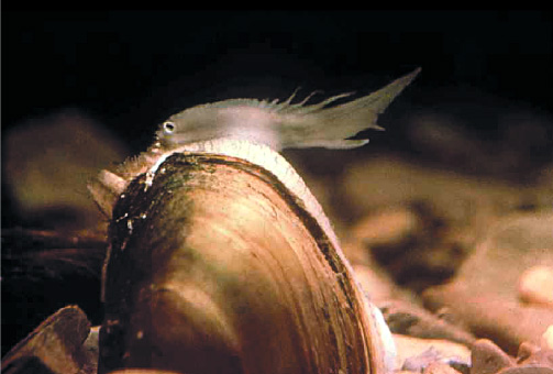 Figure 2. APicture of a pocketbook mussel (Lampsilis ovata) 