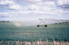 Picture showing field being irrigated.