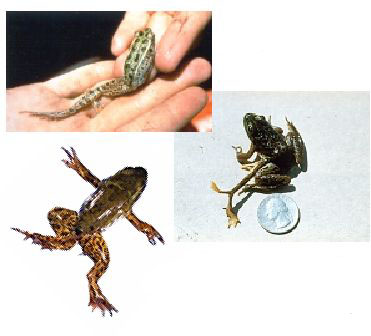 Three photos of malformed frogs showing (1) a missing limb, the most common type of malformation found in Minnesota wetlands, (2) a small juvenile mink frog with an extra limb containing two feet that extends from the side of the animal, and (3) a mink frog with skin webbing on one hind leg that does not allow the animal to extend its leg.