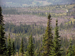 Figure 2. Routt National Forest near North Fork Elk River after the blowdown of October 25, 1997.