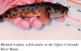 Photo showing mottled sculpin, a fish native to the Upper Colorado River Basin.
