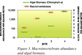 Figure 3. Macroinvertebrate abundance and algal biomass.