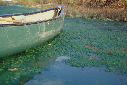 Photo showing algal blooms