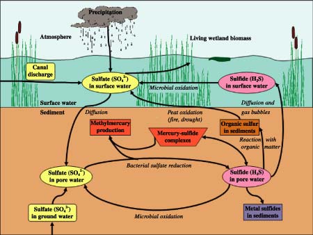 Everglades sulfur cycle. For a more detailed explnation, contact Bill Orem at borem@usgs.gov