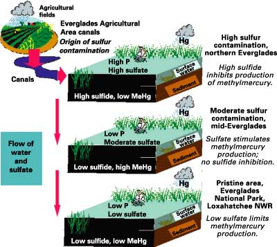 Diagram showing methylmercury-sulfate connection in the Everglades. For a more detailed explanation, contact Bill Orem at borem@usgs.gov