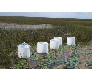 Photograph showing experimental chambers in the Everglades used to study the effects of sulfate contamination. For a more detailed explanation, contact Bill Orem at borem@usgs.gov