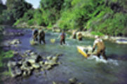 Photograph showing fish collection on the Uncompahgre River near Ridgway (site 8).