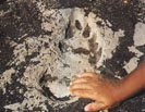 photograph of ancient footprint in ash deposits