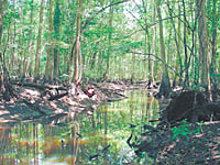 Cypress trees in swamp.  Photo by Nancy A. Norton, FRWPPC