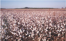 Cotton field in the Kinchafoonee-Muckalee Creek subbasin.  Photo by L. Elliott Jones, USGS