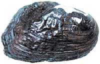 mussel photograph