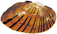 Shinyrayed pocketbook, an endangered mussel.  Photo by Sean Kelly and Stephen W. Golladay, J.W. Jones Ecological Research Center, Newton, Georgia
