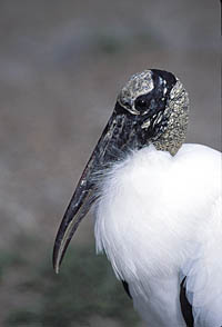 Wood stork, an endangered species.  Photo by George Gentry, U.S. Fish and Wildlife Service.