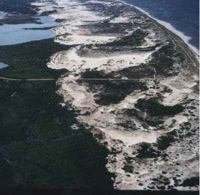 Figure 24.Air photo of the parabolic (U-shaped) dunes on Provincetown Spit.  