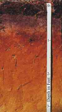 Figure 17. Cape Cod podzol soil..