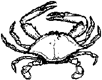 illustration of a blue crab