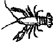 illustration of a crawfish
