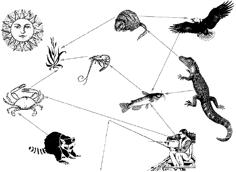food web examples. illustration of a food web