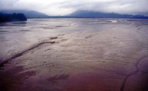 Photograph of Duncan Canal mudflats at low tide.