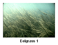 Eelgrass 1 - Wide angle view of an eelgrass meadow.