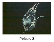 Pelagic 2 - Sea nettles can occur in large concentrations in estuaries.