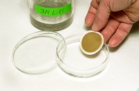 Place the dry filter in a petri dish, and let it soak in some of the LiCl solution overnight.