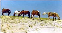 Feral horses of Assateague Island National Seashore grazing on nearshore dune vegetation.