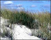 American beachgrass colonizes bare sand and promotes natural dune development and stabilization.