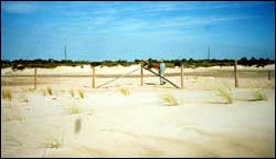 This 1995 field photograph of the southernmost fenced experimental plot displays less vegetation cover and topographic relief when compared to the 2001 field photograph in Figure 3.