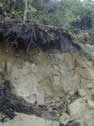 Thin tan sandy soil with blocky rock fragments