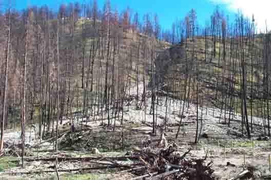 Debris flow in the Bitterroot National Forest, Montana.