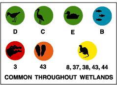 Common throughout wetlands: shorebirds (D), wading birds (C), water fowl (E), marine fish (B), alligators(3), oysters/clams (43), coastal mammals (8, 37, 38, 43, 44).